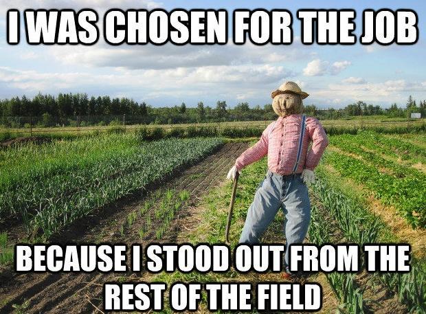 Corn-field-farmer-meme.jpg