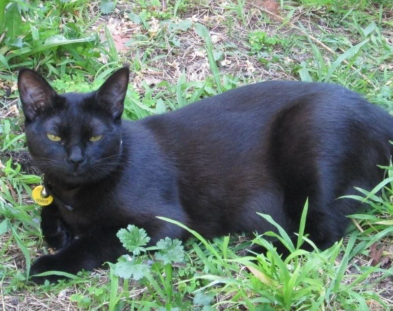 small Bella in grass.jpg