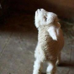 Lamb